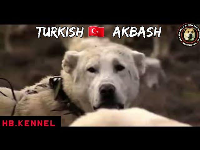 " AKBASH DOG " THE WHITE  LION  FROM ANATOLIAN  - AKBAŞ TURK