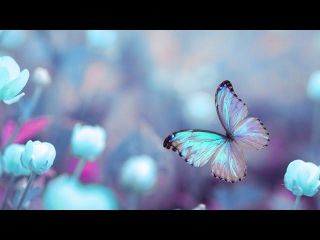 Beautiful Relaxing Sleep Music, Soft Piano Music, Meditation Calm Music  "Drifting Through Dreams"