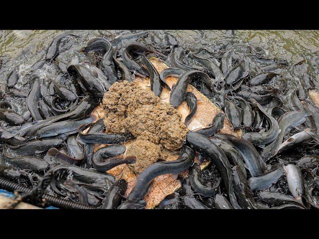 I Make Fish Feed, Harvest Fish (Walking Catfish) 815 Kg, And Water Spinach 33 Kg In The Backyard