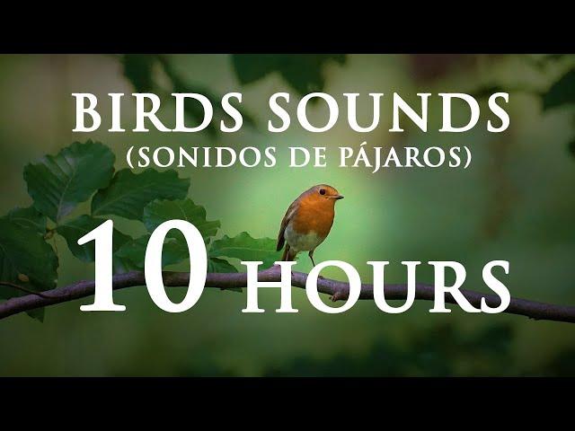 Sonido de Pájaros en el bosque - Pájaros cantando /  Birds Sounds // 10 HORAS