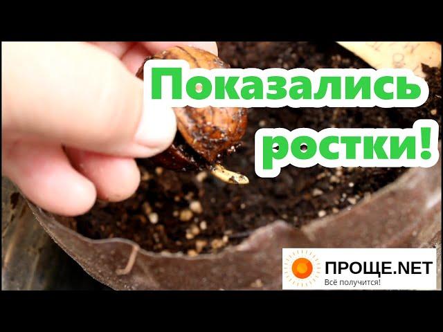 Как прорастают грецкие орехи после стратификации