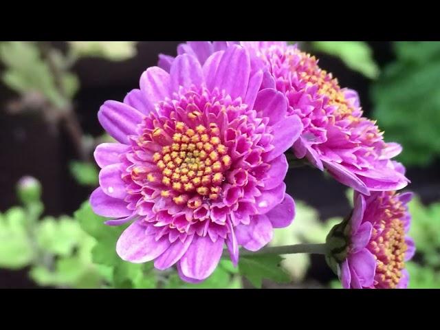 Chrysanthemum Festival at Lan Su Chinese Garden