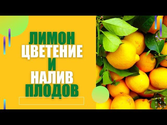 ЦВЕТЕНИЕ И НАЛИВ ПЛОДОВ ЛИМОНА! СОВЕТЫ ВСЕМ!