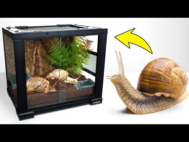 Giant Snail Garry is Exploring His New Cool Terrarium House!