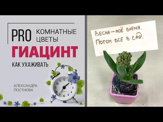 Гиацинт - цветок дождя. Садовое растение - как за ним ухаживать в домашних условиях?