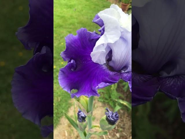 Well Worth the Wait Bearded Iris #beardediris #irish