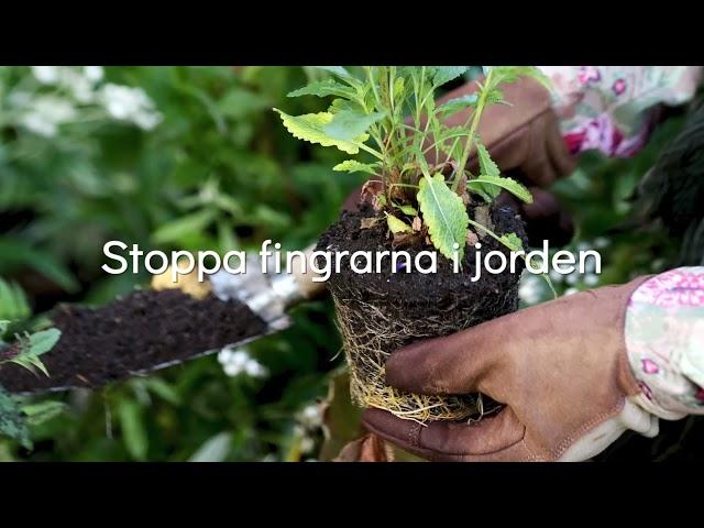 Fridenborn - Stora Planteringsveckan - Blomsterlandet - Promo/Reklam