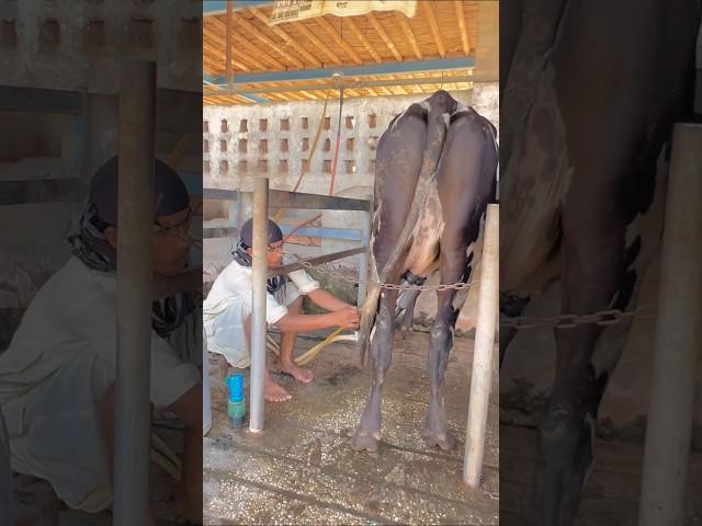 Cow milking machine #new #technology #milking #machine