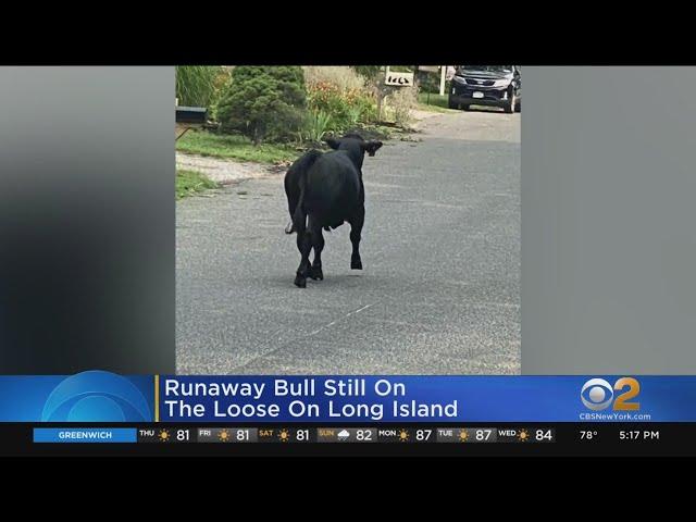 Runaway Bull Still On The Loose On Long Island