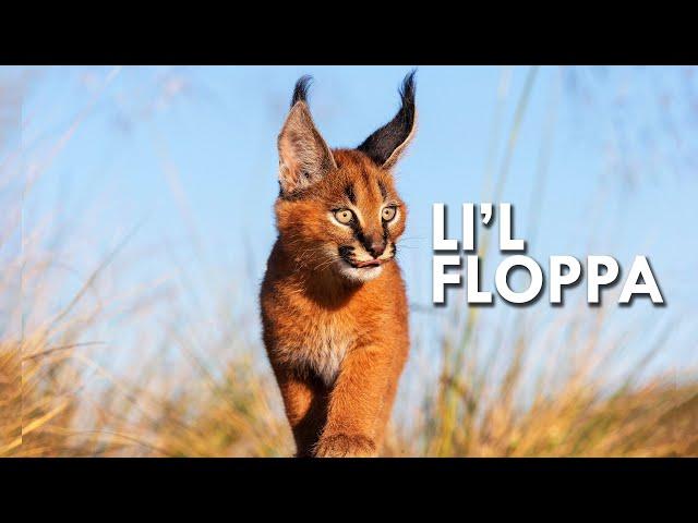 Caracal: King of the Flop