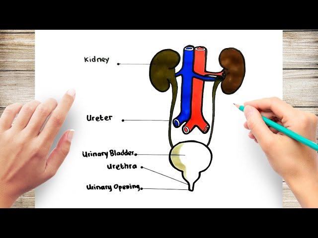 How to Draw Human Urinary System