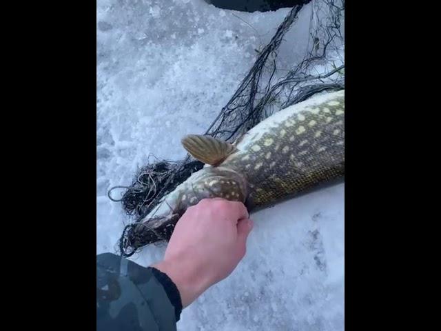 Как работает удочка в клеточку #fishing