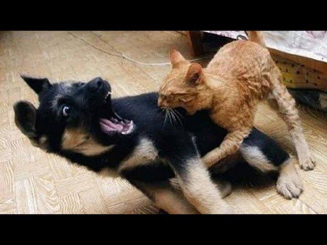 Funny Fails Pets #4 | Funniest Animals