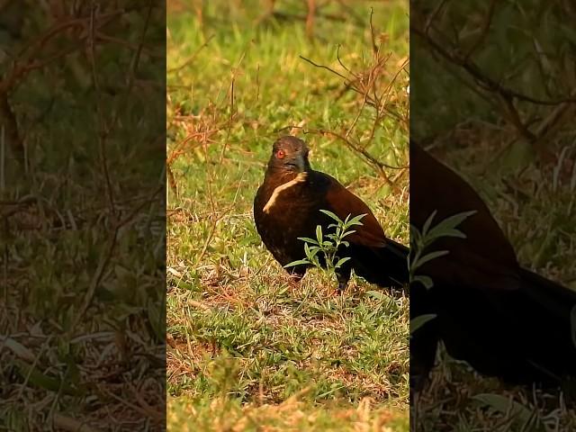 Greater coucal bird's catch #birds #shorts #hunting #nature #shortsviral