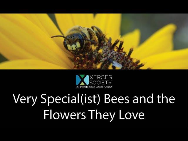 Very Special(ist) Bees and the Flowers They Love