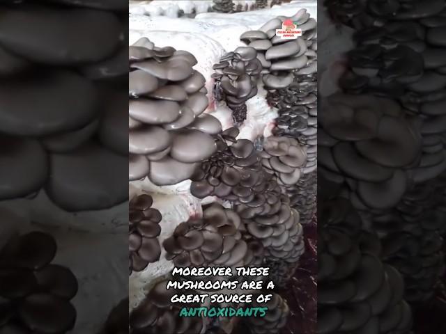 Health benefits of Oyster Mushrooms#shorts #shortvideo