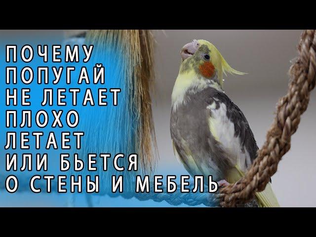 ЧТО ДЕЛАТЬ ЕСЛИ ПОПУГАЙ НЕ ЛЕТАЕТ ИЛИ БЬЕТСЯ О СТЕНЫ И МЕБЕЛЬ