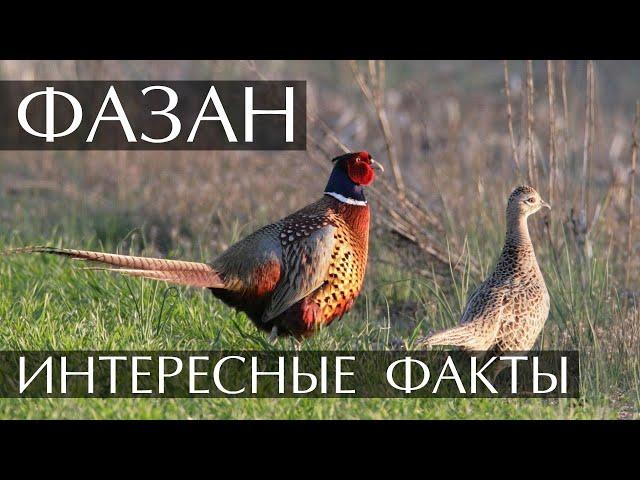 Фазан - интересные факты