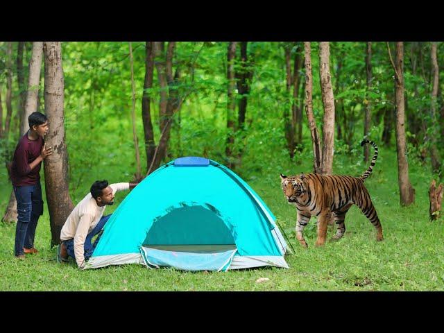 Tiger attack  | Royal bengal tiger attack in forest | tiger attack man in jungle