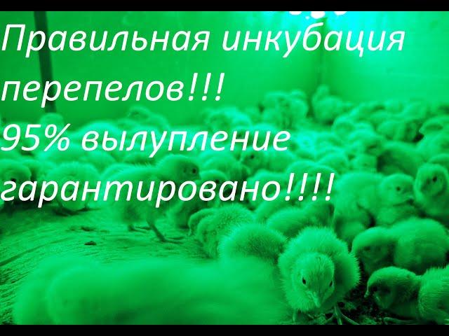 Правильная инкубация перепелов, 95% вылупление гарантировано!!!! Из 180 оплод яиц, 172 цыпленка!