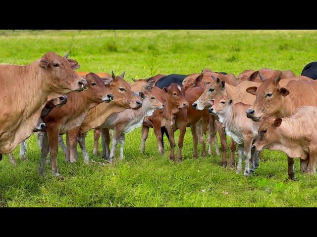 Video Hewan ternak Sapi - Suara Sapi Lembu di Ladang Memanggil Kawan untuk Pulang ke kandang di desa