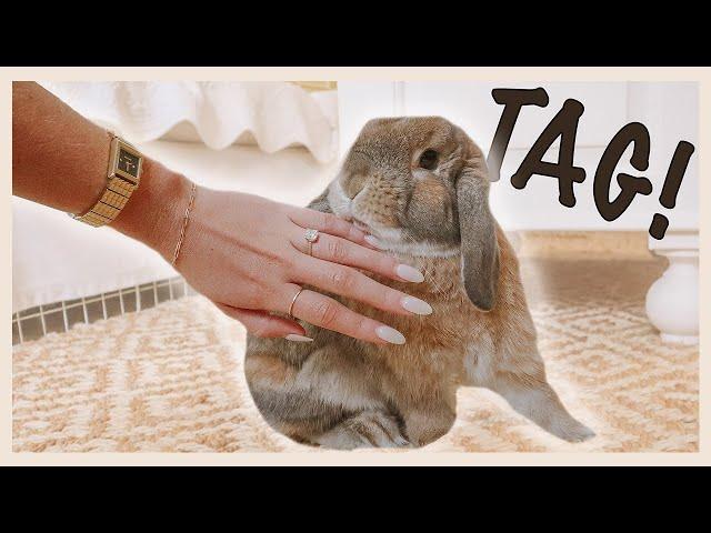 HOW TO PLAY WITH YOUR RABBIT (part 2!)