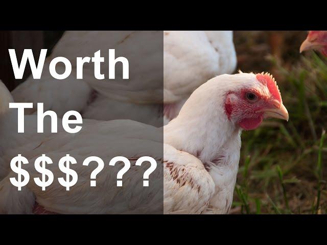 Is pastured poultry farming profitable? - Actual Numbers From Raising Cornish Chickens