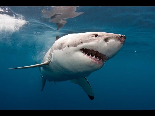 Professional Surfer Greg Long's Close Encounter With a Shark