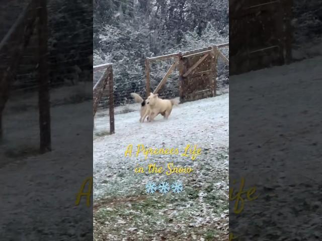 ️ A Pyrenees in Snow ️ #shorts #snowday #greatpyrenees #homestead #appalachiashomesteadwithpatara