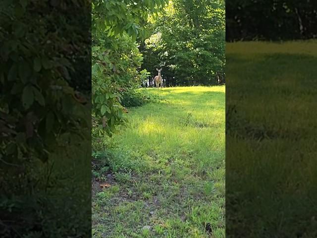 DID YOU SEE THAT!  I WAS SO CLOSE! #homestead #love #offgrid #happy #deer #wildanimal  #awesome