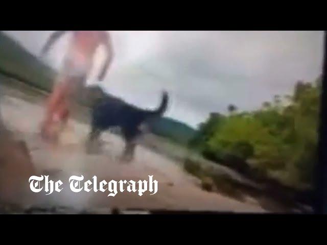 Crocodile eats dog and mauls man in shocking attack in Australia