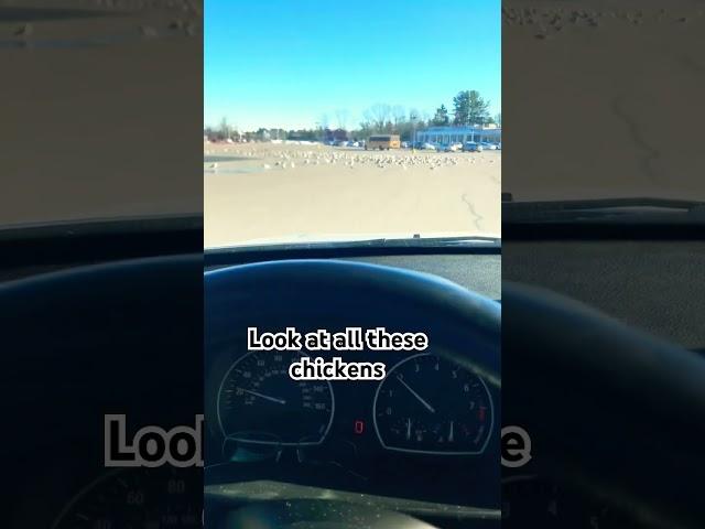 Why didn’t they fly away  #memes #funny #chicken #seagulls #driving #viralvideo