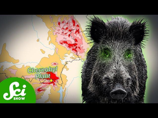 Chernobyl's Radioactive Wild Boar Paradox