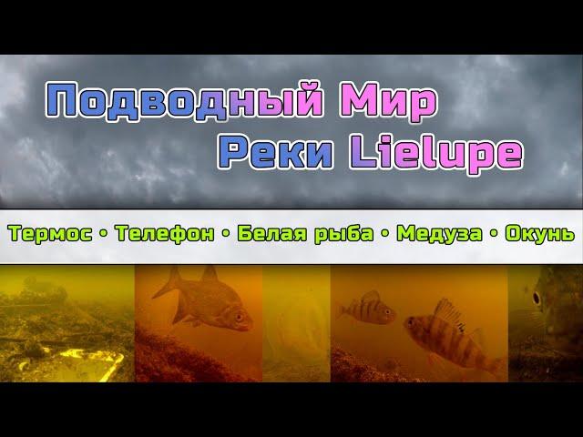 Подводный мир реки Lielupe.  Окунь, белая рыба, медуза, утопленный телефон и термос.