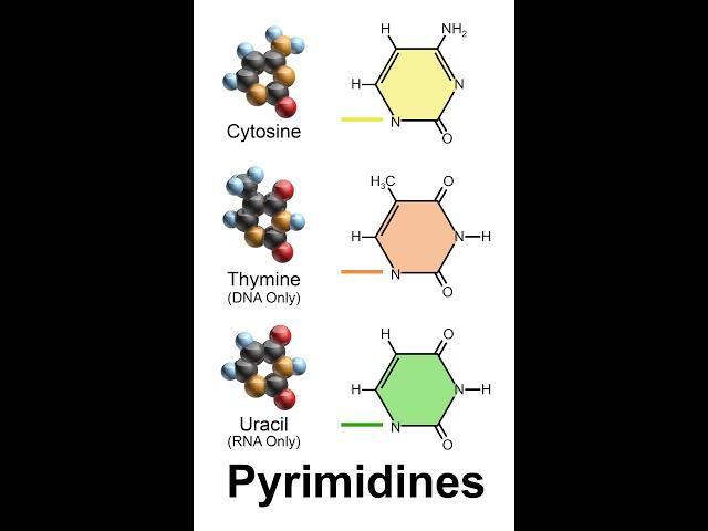 Pyrimidine | Wikipedia audio article