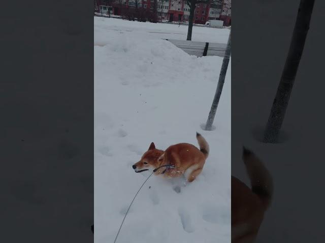 #shibainu #shiba #snow #humor #funnypets #SofiVige #film