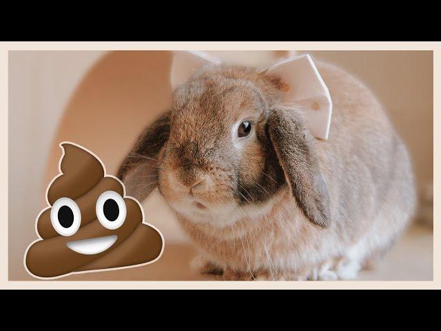 A Guide to Rabbit Poop