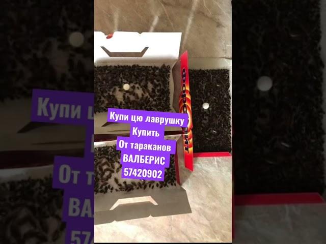 Купи ловушку от тараканов спи крепко спать надо без тараканов насекомые муравьи купи у меня на ВБ