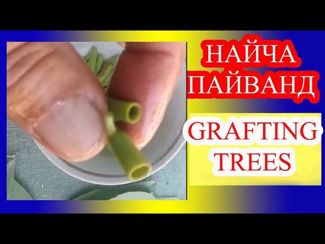 НАЙЧА ПАЙВАНД.GRAFTING FRUIT TREES.ПРИВИВКА ФРУКТОВ.GRAFTING