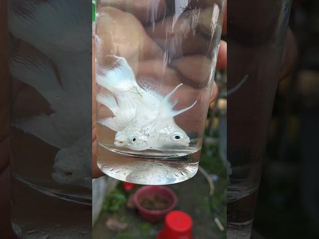 #hijab #love #live #shortvideo #fishkeepinghobby #shortsviral #viralvideo #viralshort #fish