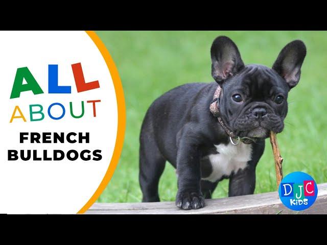 Frenchie Fun: Exploring the World of French Bulldogs with DJC Kids! 