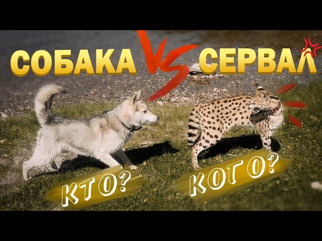 Собака против кошки СЕРВАЛА