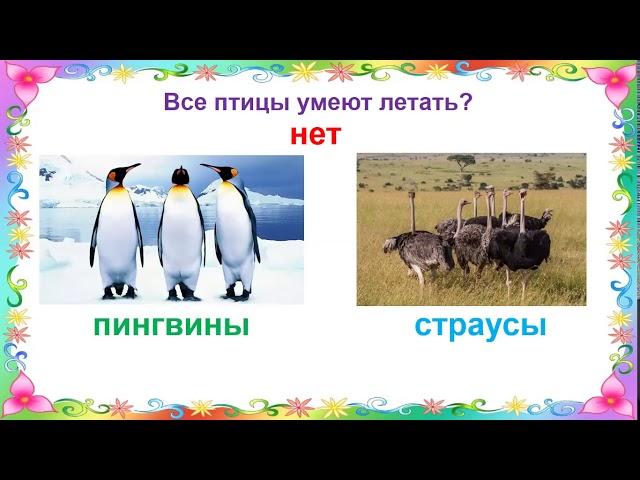 Занятие по развитию речи в подготовительной группе. На тему "Птицы"