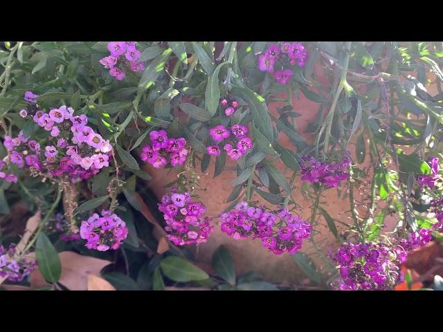 Sweet Alyssum Plant Profile