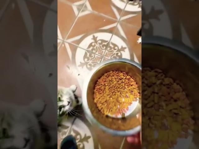 #Viral #trending #xyzbca #viralvideo #humor #gato #ponmeenparati #fyp