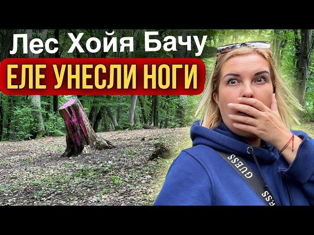 Самый аномальный лес в мире. Что мы там нашли? #vlog #travel #news