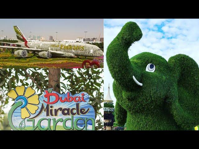 Marvelous The Dubai Miracle Garden Part 2 Flower Garden located in Dubai Land United Arab Emirates