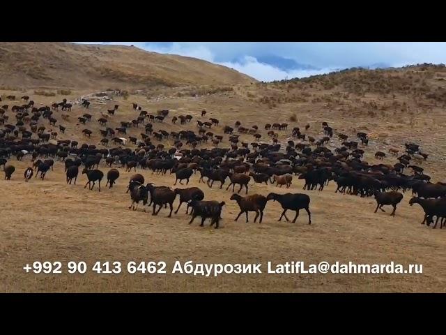 Гиссарские овцы Абдурозика на перегоне в горах