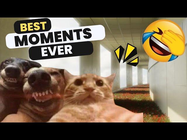 Funny Animals Fails| Funniest Cats and Dogs Moments Ever You See!