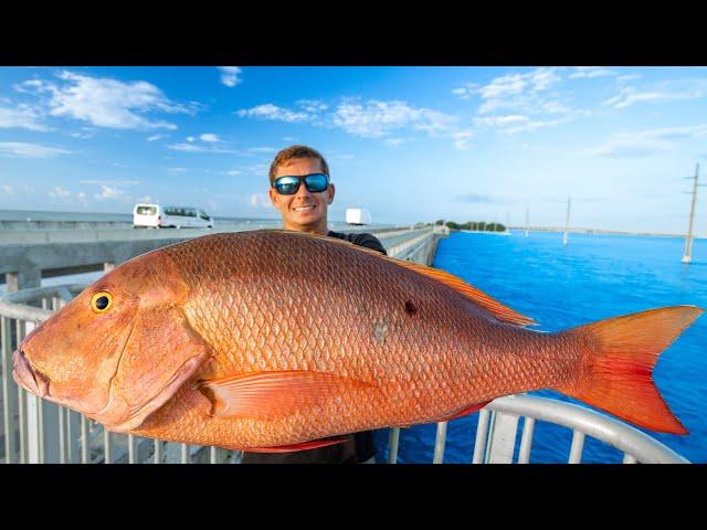 Most EXPENSIVE Fish Caught off Pier! Catch Clean Cook (Florida Keys Bridge Fishing)